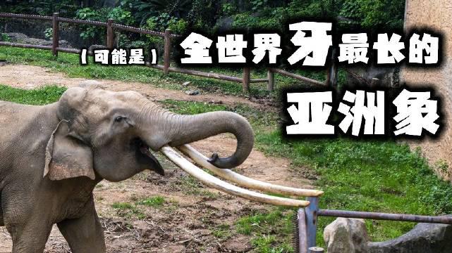 你见过象牙最长的大象,牙有多长?