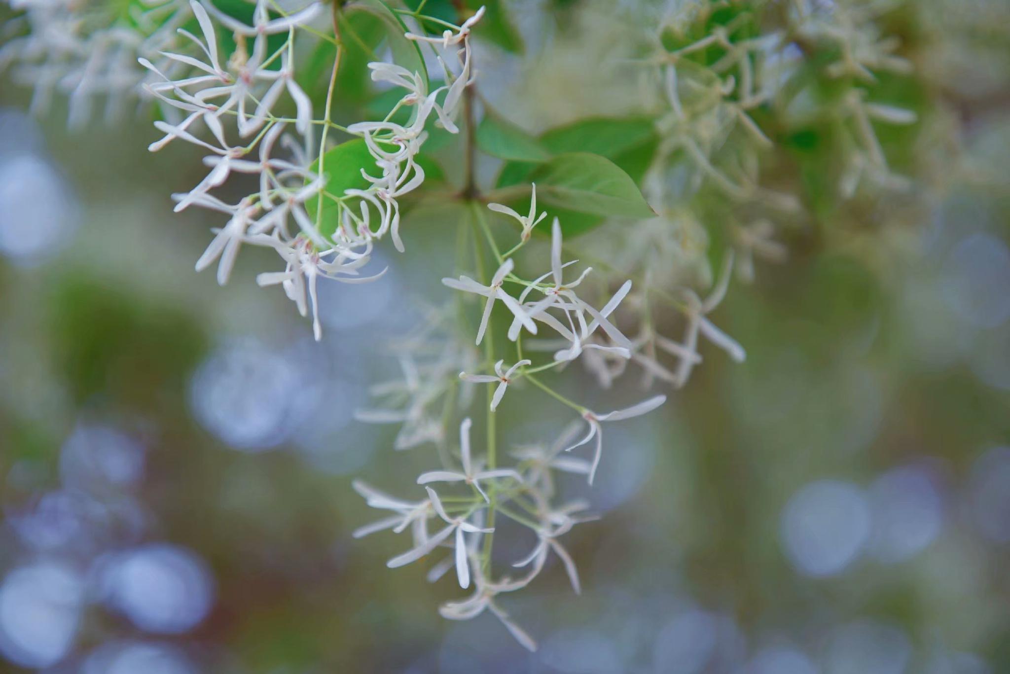 鹅毛花,纤细温婉.