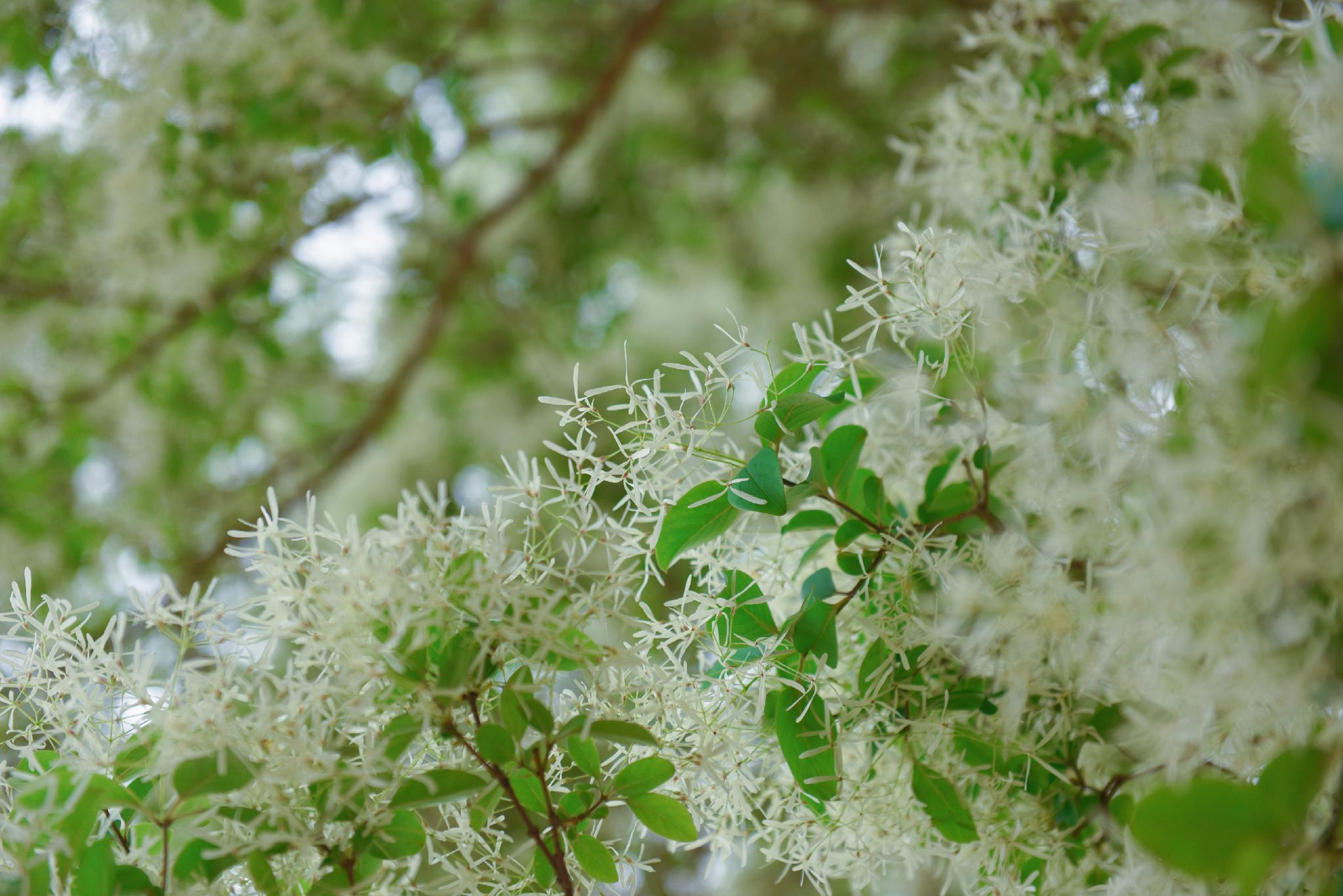随着一场淋漓甘雨,生长于马站乡火山沃土上的鹅毛花如期绽放.