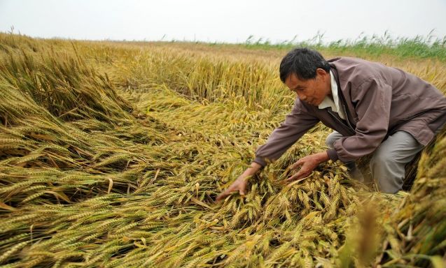 一个办法,小麦高产有保障,穗大,粒饱,收入高