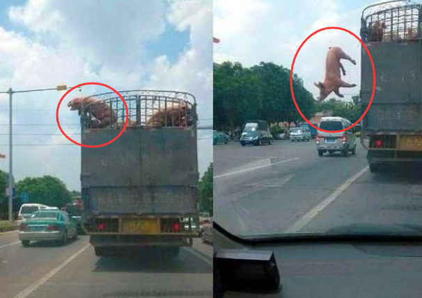 女子在高速上开车前方卡车上的猪集体跳车逃逸原因令人傻了