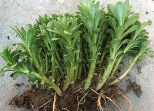 养心菜(养心菜怎么吃最好吃)