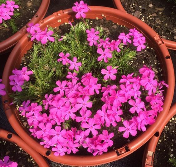 养上地皮花耐冻耐热泛滥一大片铺满小院子