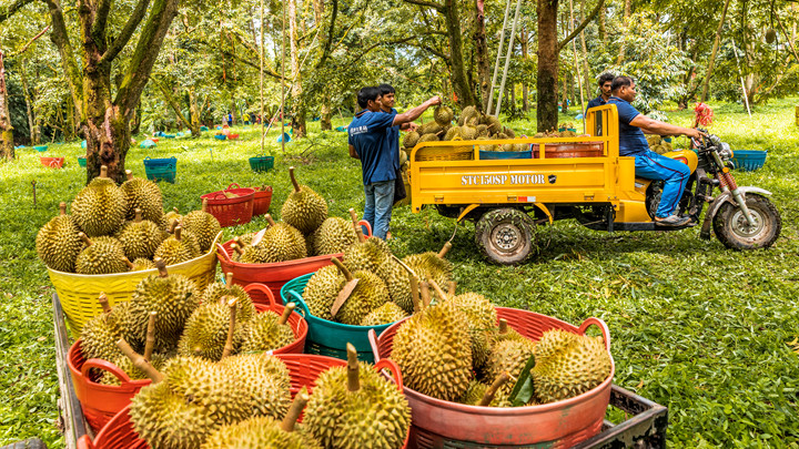 (专业采摘人员在泰国果园采摘榴莲.