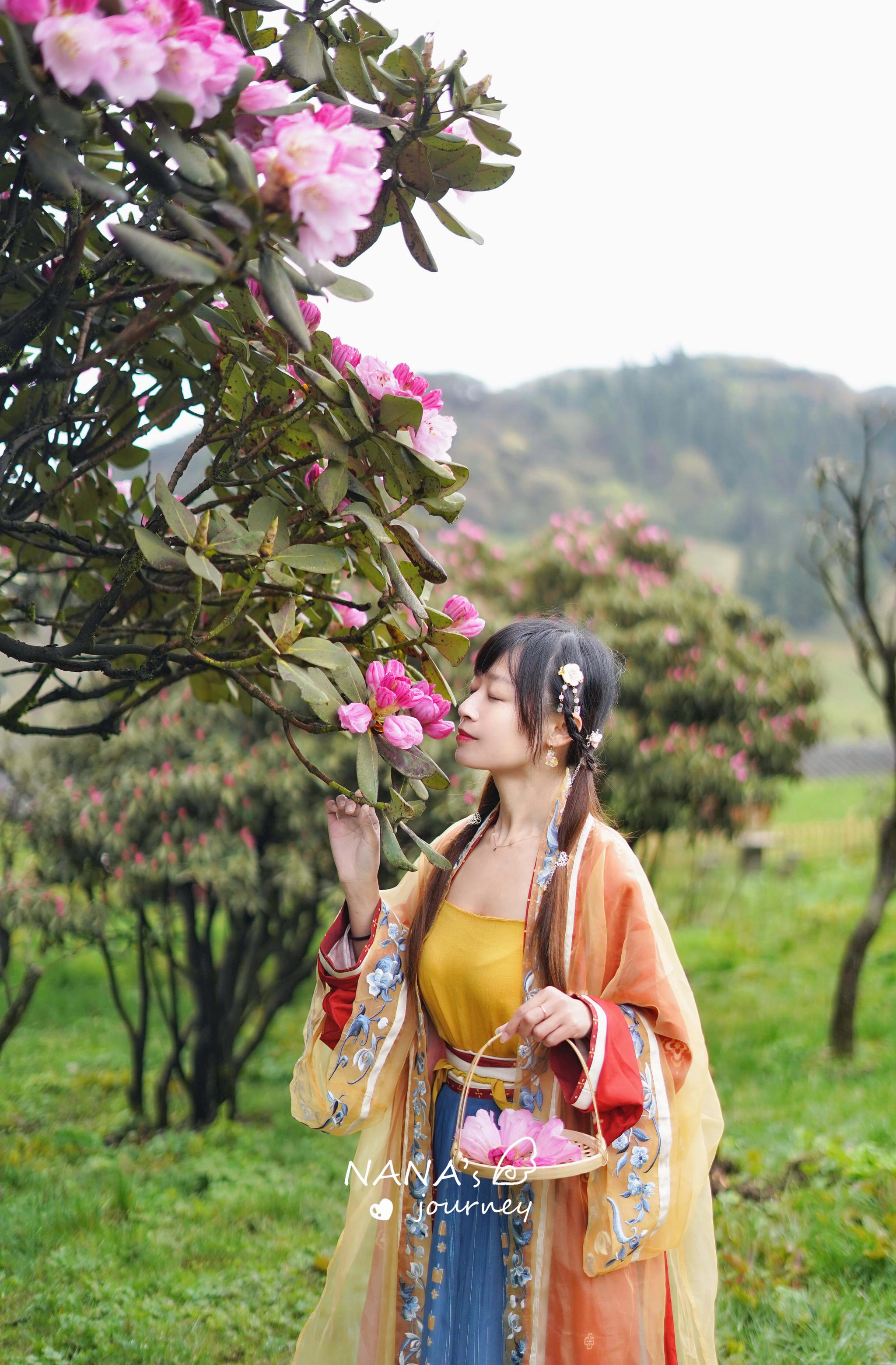 重庆这座低调的山,即将开遍高山杜鹃,快来get最美拍照秘籍吧