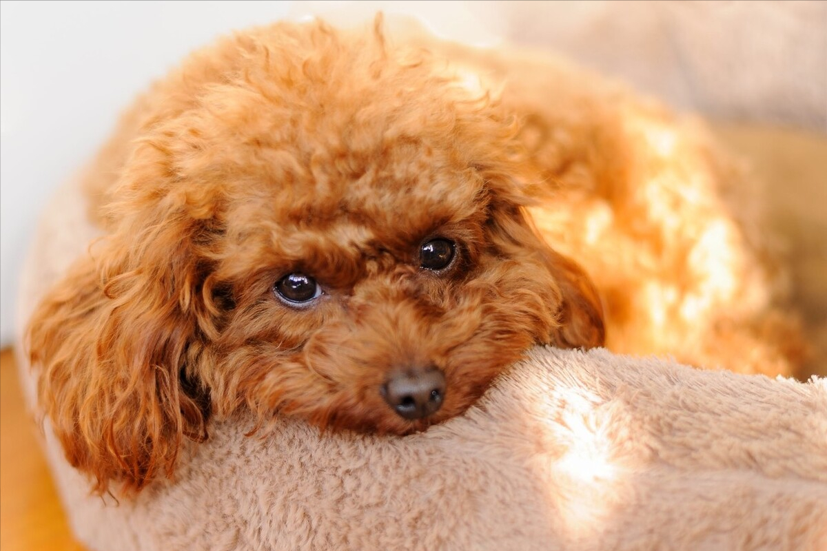 为什么说养狗就要养泰迪这几个优点太吸引人了