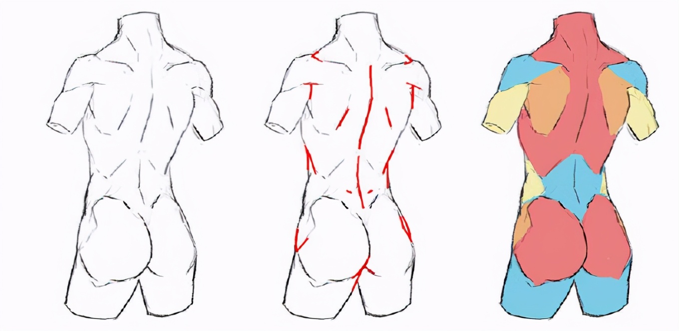 零基础学人体躯干怎么画超基础的人体躯干画法
