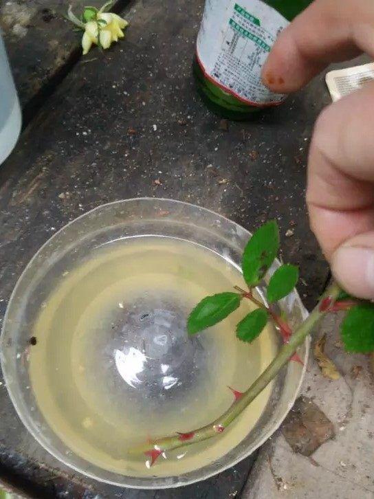如果没有买的生根剂,自己可以制作,这个大家应该都熟悉,比如用白糖水
