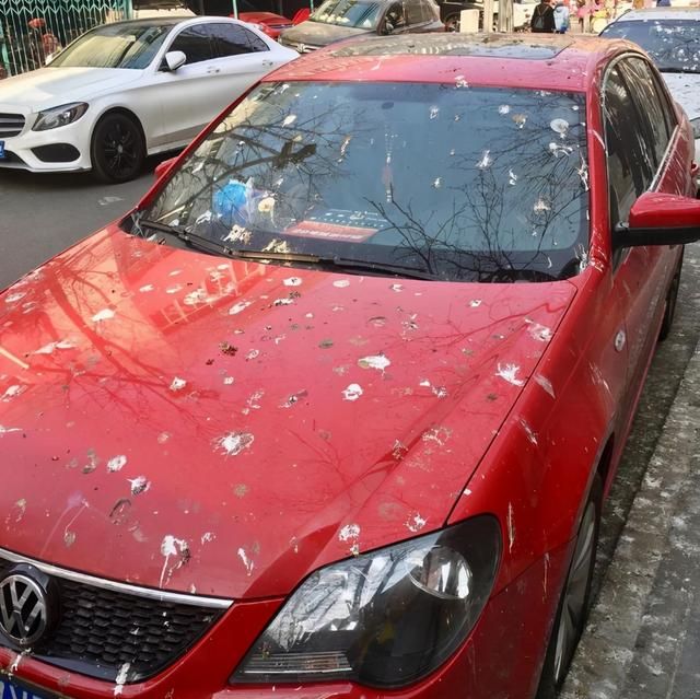 万万没想到原来鸟粪对汽车竟有如此大的伤害