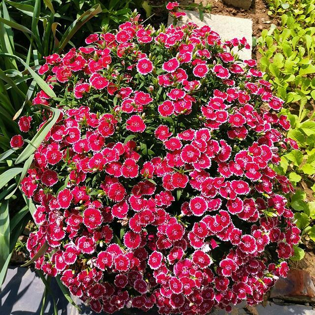 养上地皮花耐冻耐热泛滥一大片铺满小院子