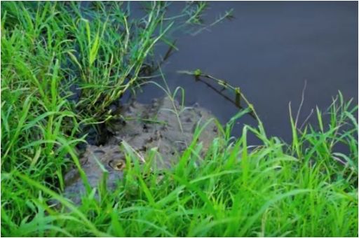 男子河边拍照被鳄鱼吓跑，没想到逃到高处后，不淡定了休闲区蓝鸢梦想 - Www.slyday.coM