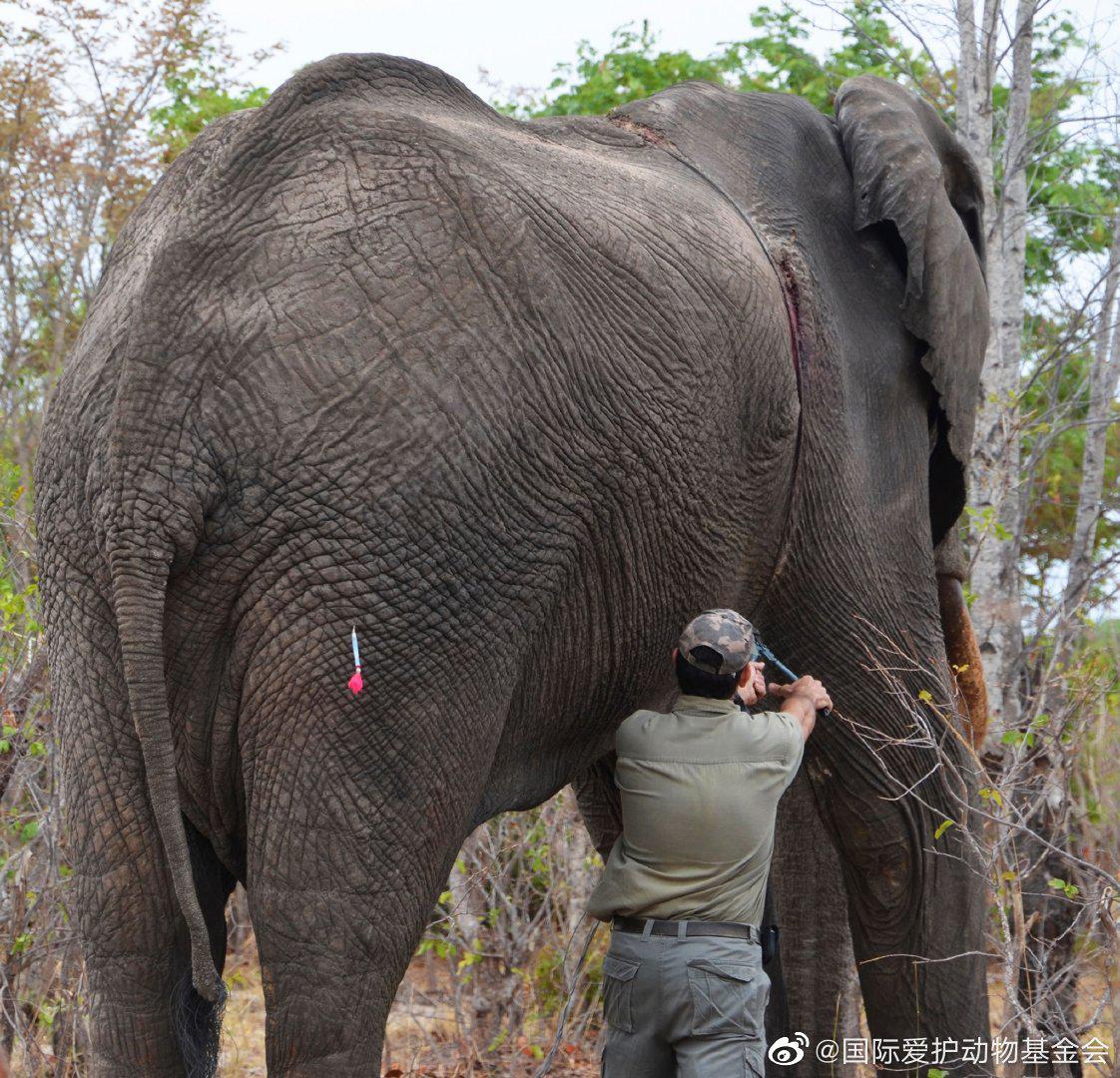 在很多地方盗猎者并不一定需要荷枪实弹比如在津巴布韦
