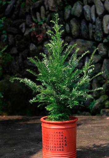 红豆杉盆栽应该如何选择?