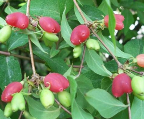 8,1补钙钙果是一种营养价值较高的水果,果肉中含有多种维生素矿物质