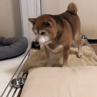 笑尿了从没见过脾气这么大的狗柴犬我这暴脾气可不惯着你