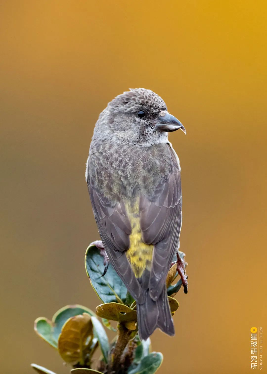 1400多种中国鸟你认识多少