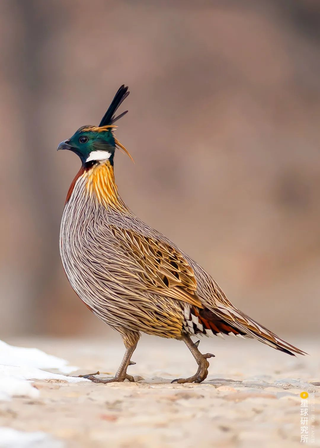 1400多种中国鸟你认识多少