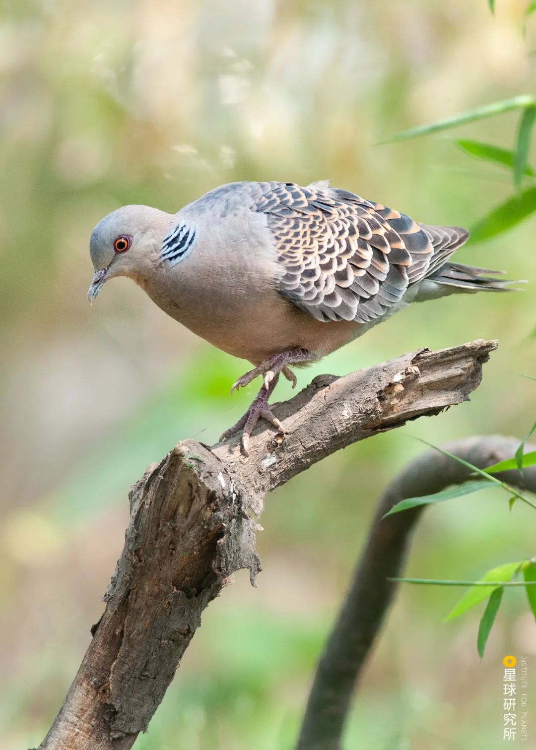 偏爱森林环境还有鸽形目-鸠鸽科鸟类同样常见的▼(正在求偶的棕尾虹雉