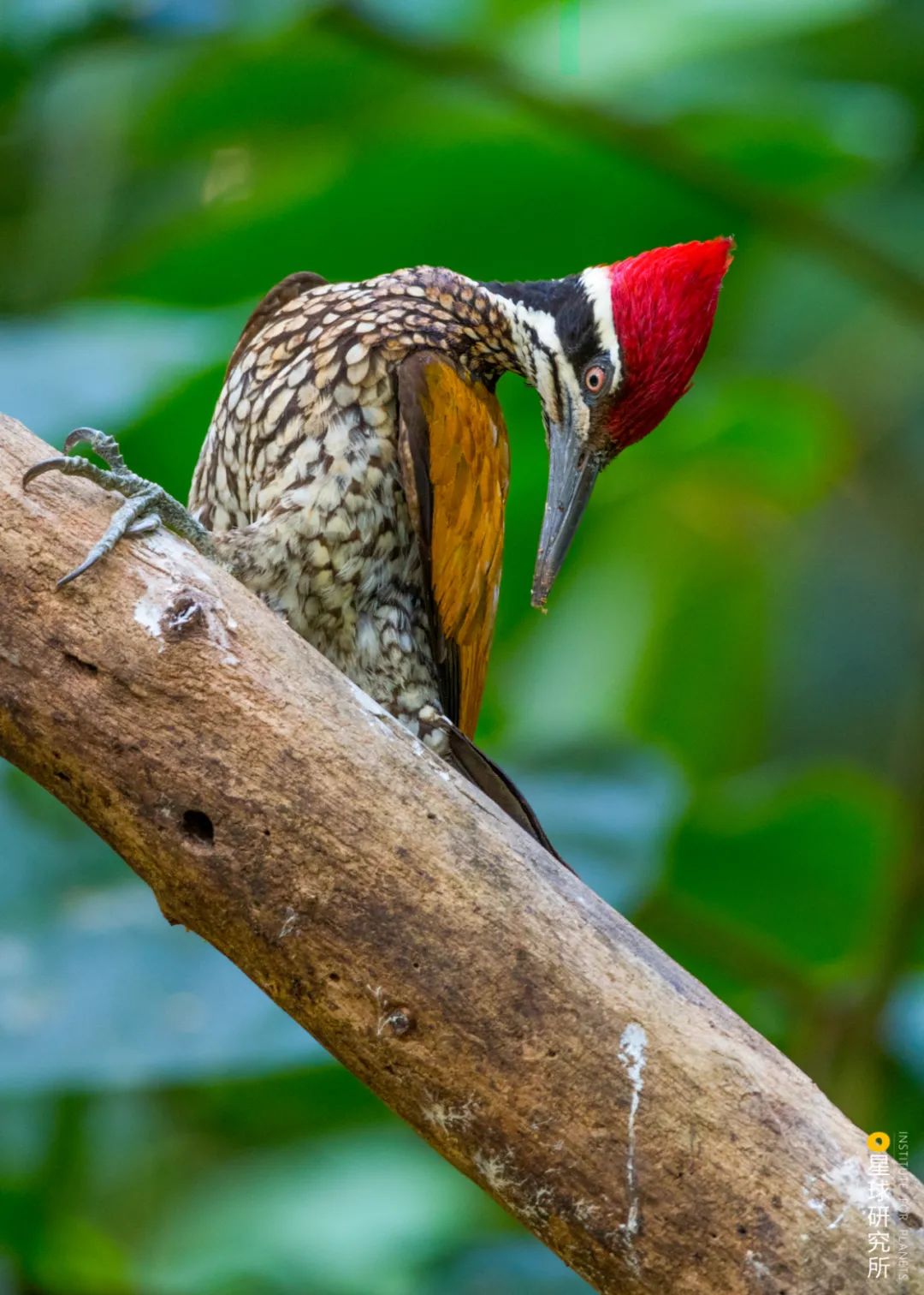 1400多种中国鸟你认识多少