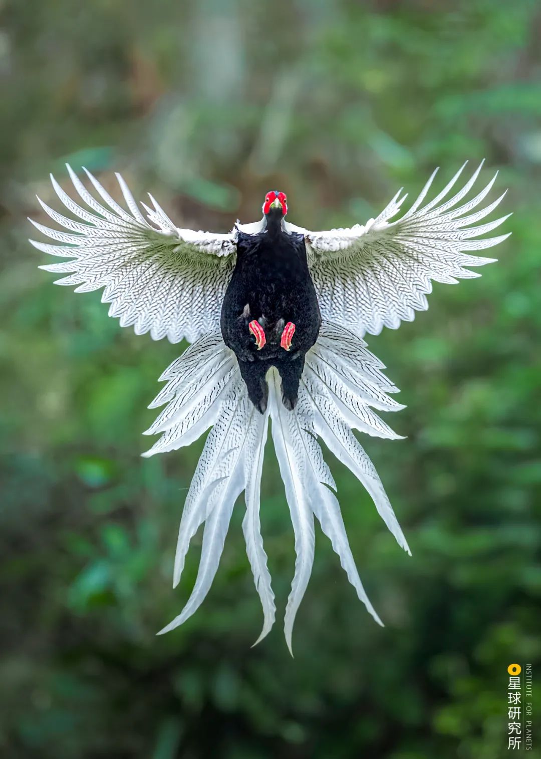 1400多种中国鸟你认识多少