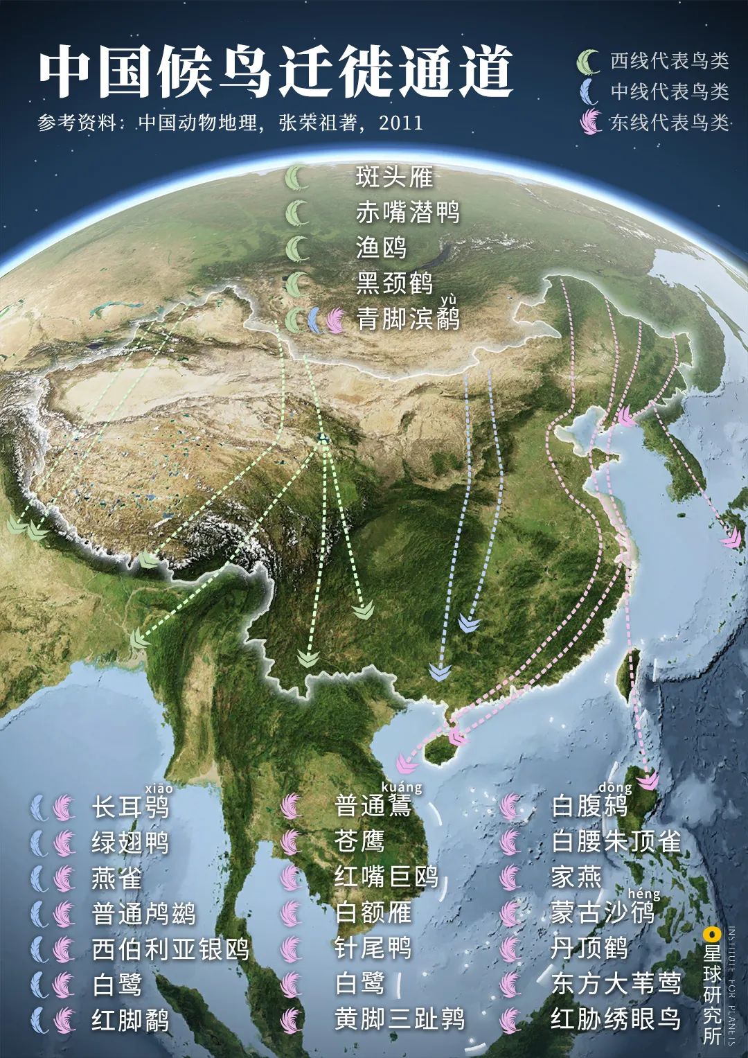 ▼(中国候鸟迁徙通道及迁徙鸟类,其中大部分为游禽和涉禽,制图@陈志浩