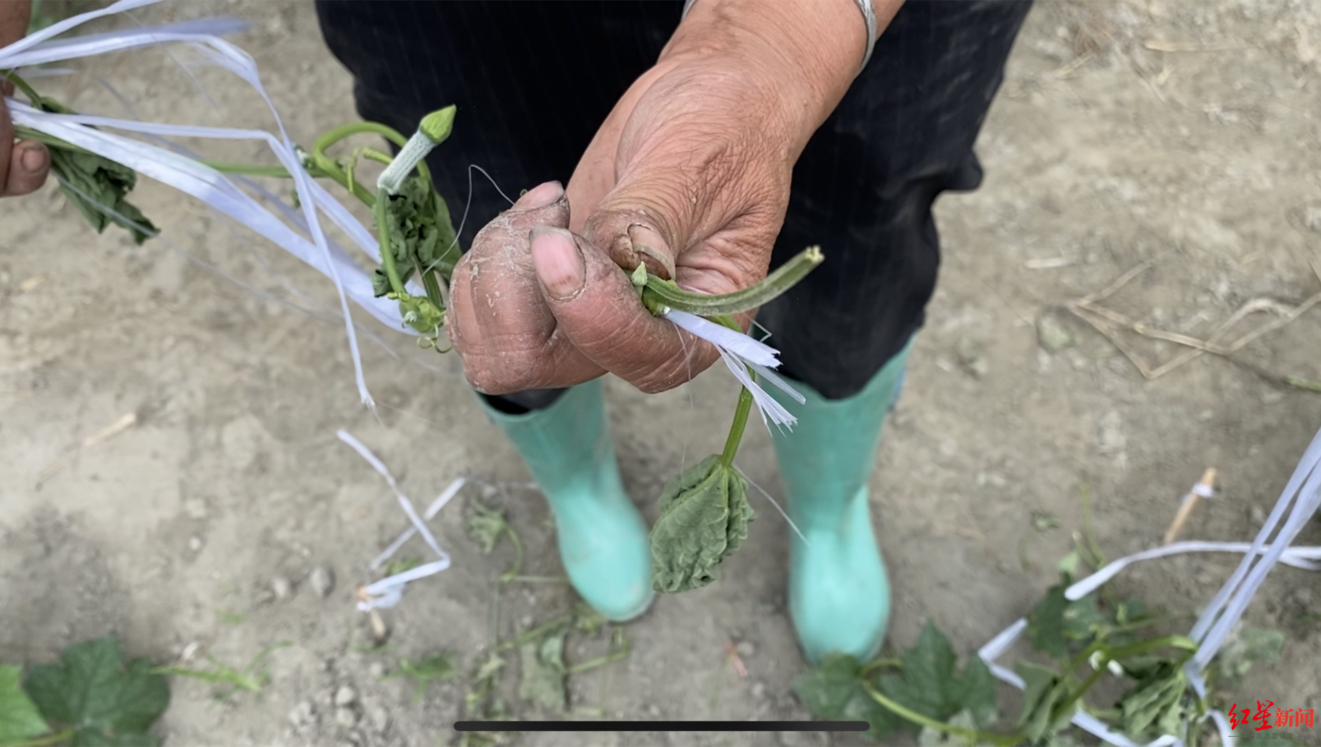 被割断的丝瓜根茎.