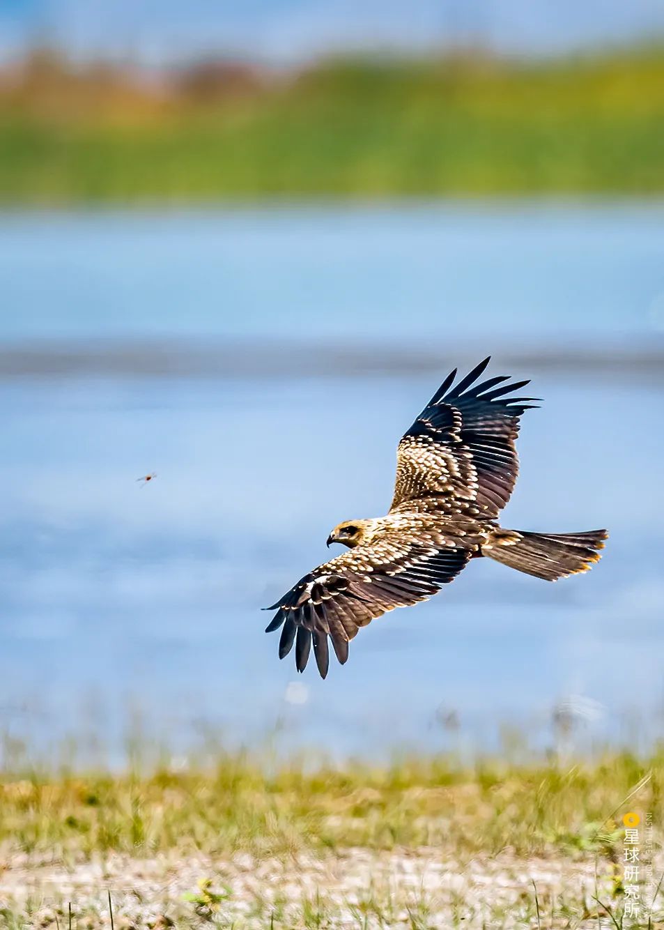 1400多种中国鸟你认识多少