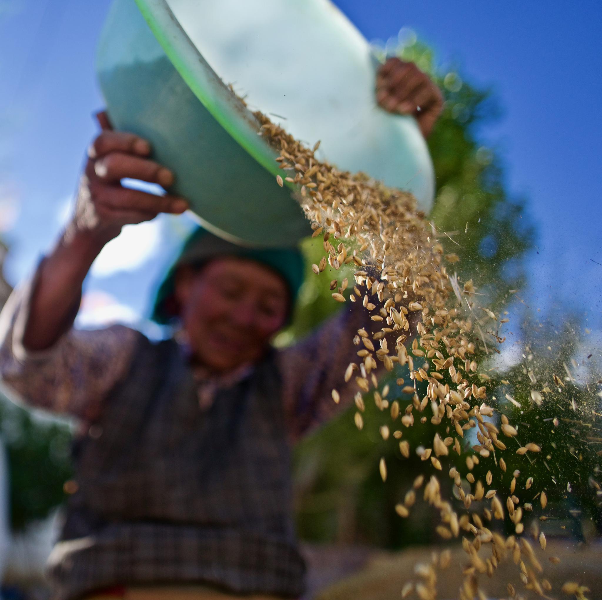 宝藏故事青稞见证西藏70年农业巨变