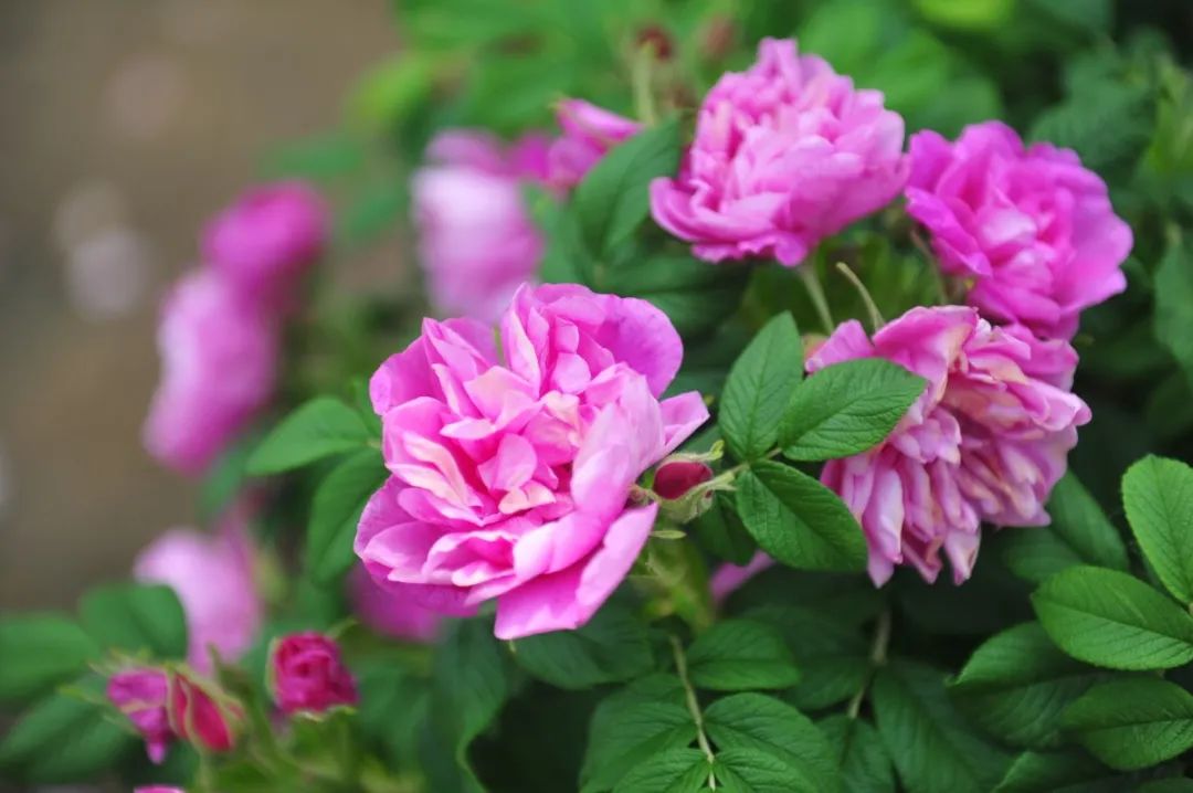 济南拥有双市花啦!"荷谐玫好"正式组合出道!