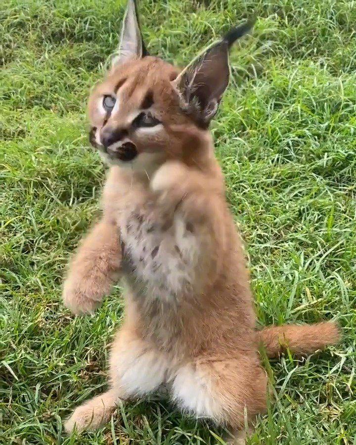 小狞猫太可爱噜 by/ig/wildcatcentre