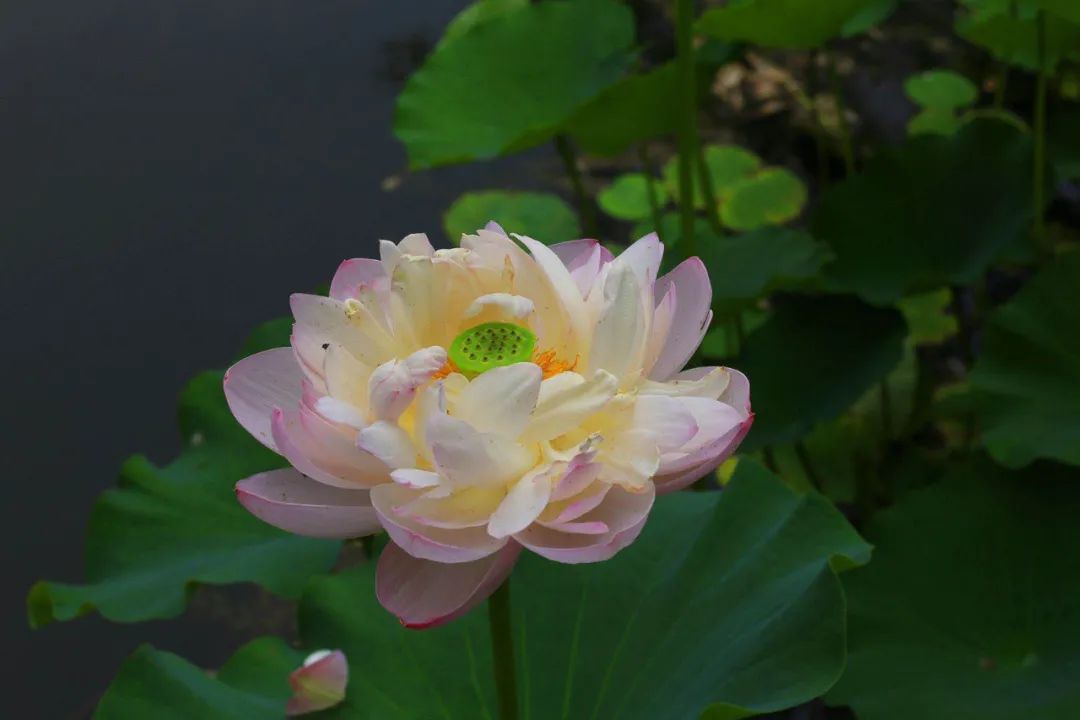 荷花和玫瑰,这意味着