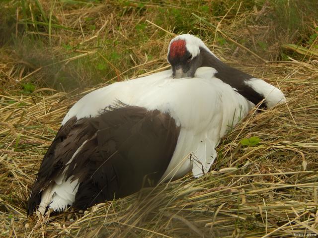 吉林大龄丹顶鹤被安排跨省找对象配对成功后终生不换配偶