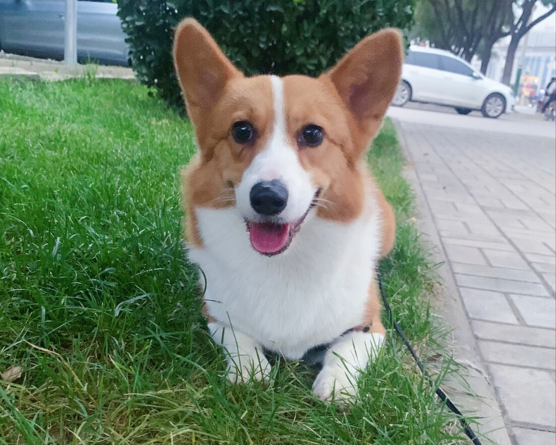 饲养柯基的10大注意事项麻烦宠主收藏好