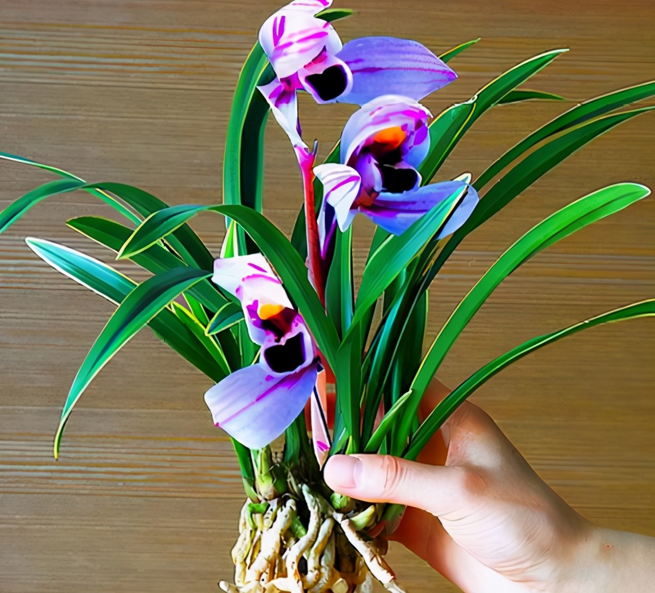 花界新宠"紫月荷",花色少见,又美又仙!|荷兰|花色|兰花_新浪新闻