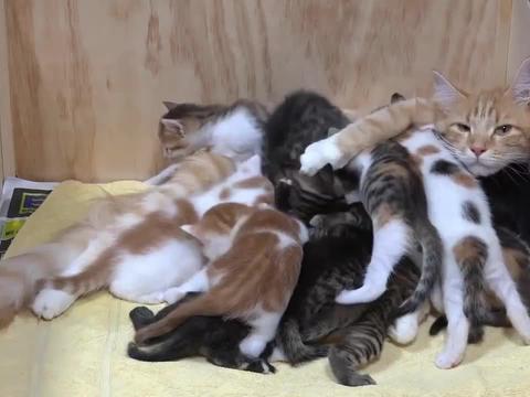 母猫一窝生了14只小猫，喂奶的时候生无可恋了，太逗了_新浪新闻