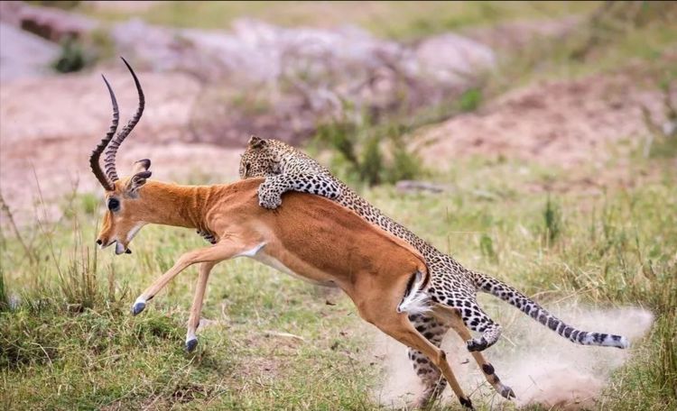 动物生死残酷捕食瞬间被抓拍现场惨烈奇妙让人大开眼界