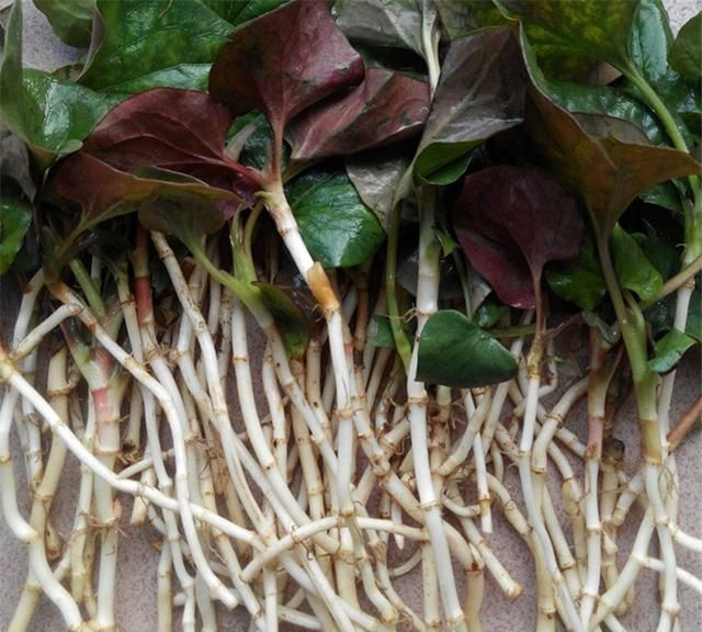 seo站长如何构建高质量的网站