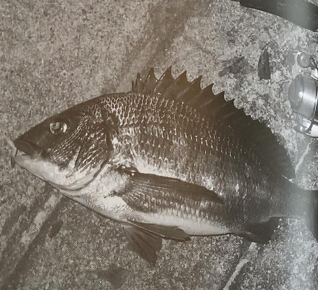 路亚钓最重要钓法之黑鲷鱼钓法日本专业钓鱼书籍