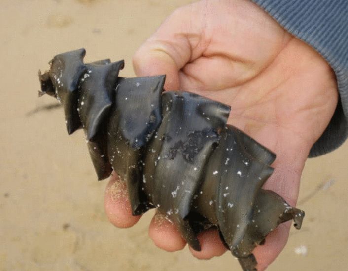 男子沙滩捡到个鲨鱼蛋,男子带回家凿开后,总感觉哪里不对