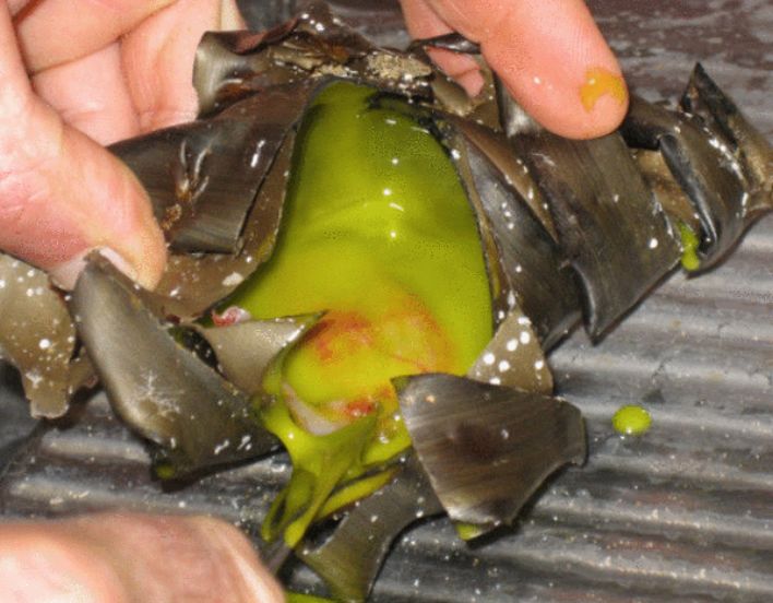 男子沙滩捡到个鲨鱼蛋,男子带回家凿开后,总感觉哪里不对