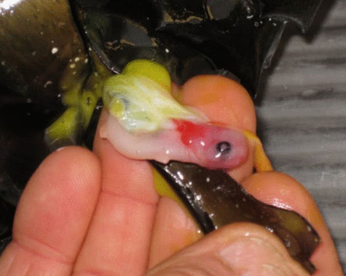 男子沙滩捡到个鲨鱼蛋,男子带回家凿开后,总感觉哪里不对