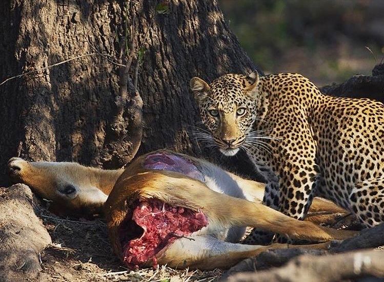 动物生死残酷捕食瞬间被抓拍现场惨烈奇妙让人大开眼界