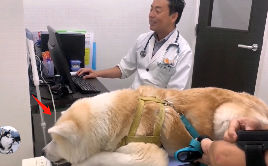 护士完成自己的工作后,就起来跟狗狗打了招呼,意思是说她的任务完成了