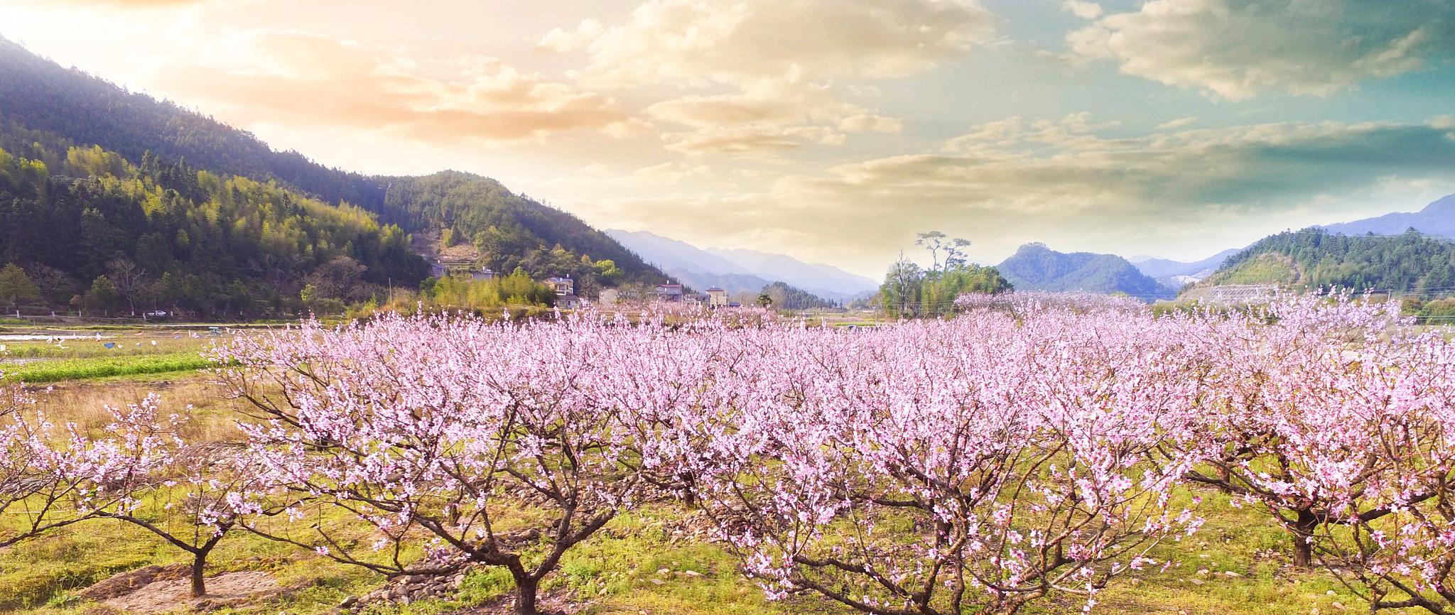 成都春季赏花十大好去处桃花百合郁金香百花齐放五彩缤纷