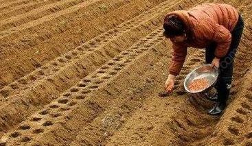 俗语"农夫自有种田经,刺槐开花种花生",是真的吗?