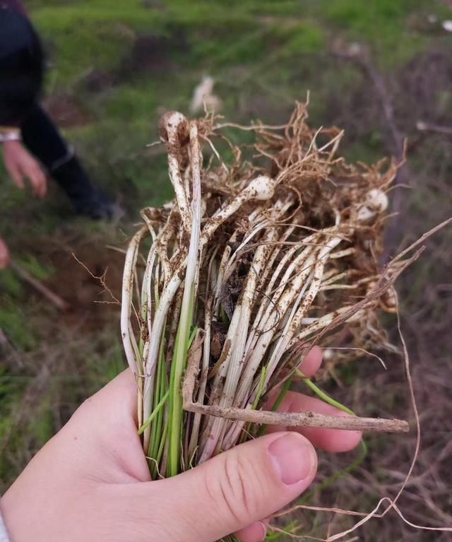 那些年红军长征吃草根今日细数10种野菜少年们半数没听过