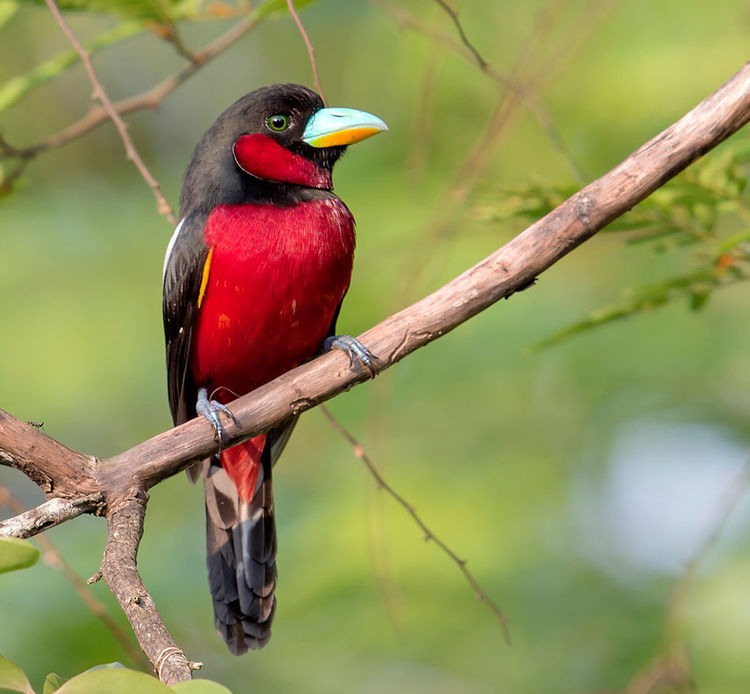 心理测试:四只报喜鸟,选哪只?测你最近有什么好事到来?