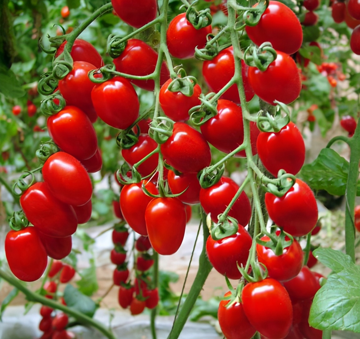 怎么提高圣女果的产量?