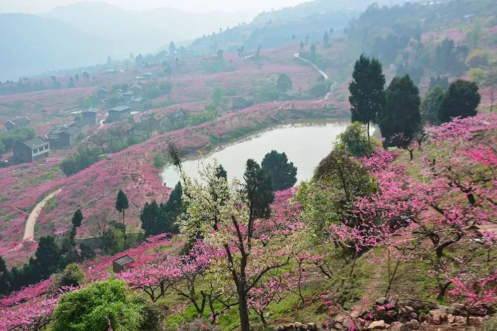 成都春季赏花十大好去处!桃花百合郁金香百花齐放,五彩缤纷__财经头条