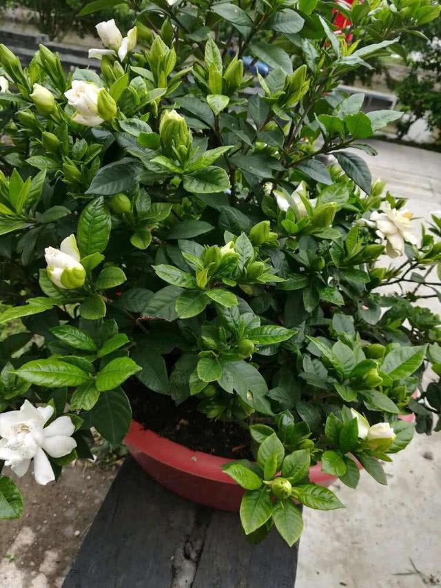 栀子花真难养教你4点关键玩转栀子花树